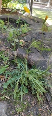 Scorzoneroides autumnalis