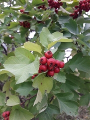 Crataegus dahurica