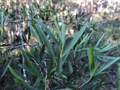 Denhamia cunninghamii