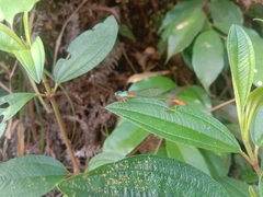 Ceriagrion cerinorubellum