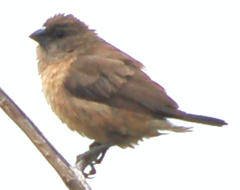 Spermestes cucullata