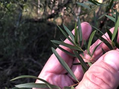 Denhamia cunninghamii