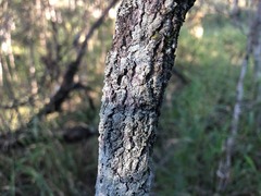 Denhamia cunninghamii