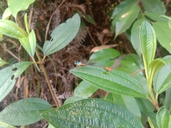 Ceriagrion cerinorubellum