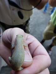 Hemidactylus