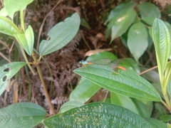 Ceriagrion cerinorubellum