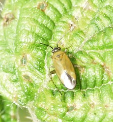 Plagiognathus arbustorum