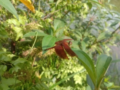 Neurothemis fluctuans