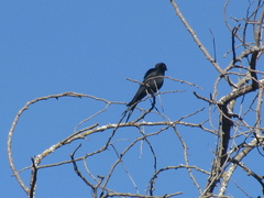 Psalidoprocne pristoptera