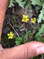 Ranunculus pygmaeus