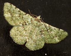 Aeolochroma hypochromaria