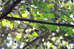 Rhoicissus rhomboidea
