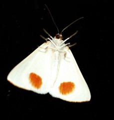 Thalaina selenaea