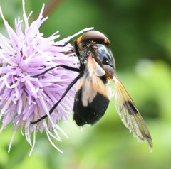 Volucella pellucens