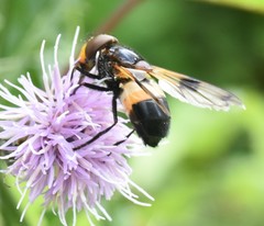 Volucella pellucens