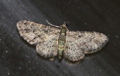 Chloroclystis mniochroa