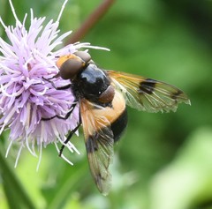 Volucella pellucens