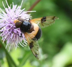Volucella pellucens
