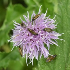 Plagiognathus arbustorum