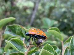 Poecilocoris druraei
