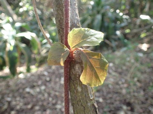 Image of Rhoicissus rhomboidea by (c) Mahomed Desai, some rights reserved (CC BY)