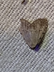 Dyspyralis puncticosta