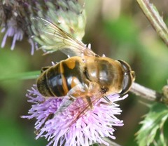 Eristalis tenax