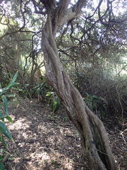 Psydrax obovata obovata