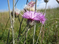 Jurinea salicifolia