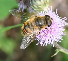 Eristalis tenax