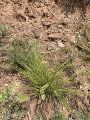 Cleistogenes
