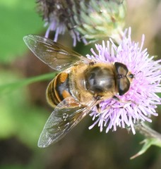 Eristalis tenax