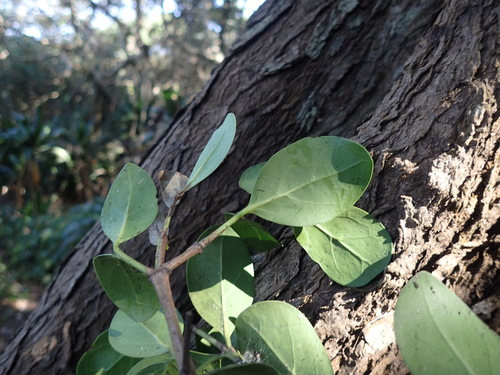 Image of Psydrax obovatus by (c) Mahomed Desai, some rights reserved (CC BY)