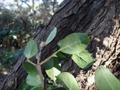 Psydrax obovata obovata