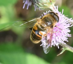 Eristalis tenax