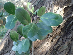 Psydrax obovata obovata