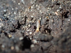 Microcerotermes