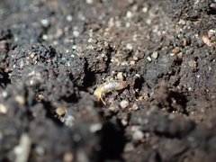 Microcerotermes