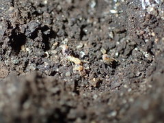 Microcerotermes