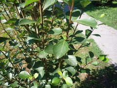 Populus simonii