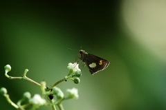 Oriens paragola