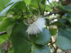 Senecio macroglossoides