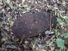 Microcerotermes