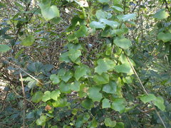 Senecio macroglossoides