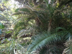 Phoenix reclinata