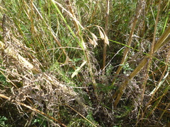 Centaurea stoebe australis