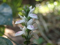 Isoglossa woodii