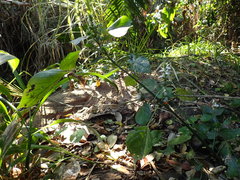Isoglossa woodii