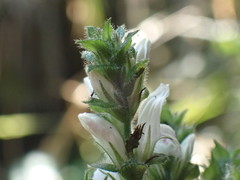 Isoglossa woodii