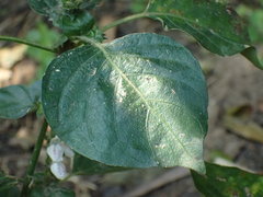 Isoglossa woodii